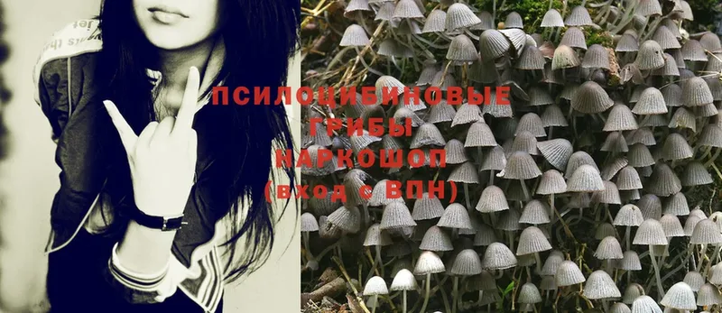 kraken как зайти  Сертолово  Псилоцибиновые грибы MAGIC MUSHROOMS  наркота 